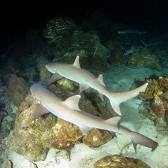 White tip reef sharks at night at Cocos Island