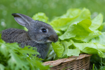 A small gray domestic rabbit in a wicker basket eats a green salad, on a natural background.