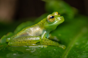 rana cristal