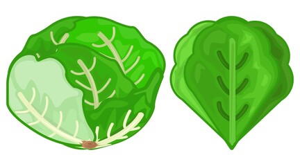 Lettuce Vector Icon. Green Fresh Lettuce. Flat Lettuce Icon. Leaves of Lettuce