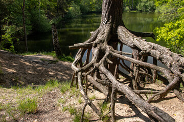 The exposed roots of Scots Pine (Pinus sylvestris) at forest with a small pond.