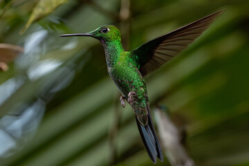 colibrí esmeralda
