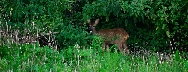 Reh // Roe deer (Capreolus capreolus)