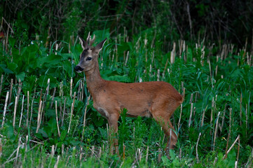 Roe deer // Reh (Capreolus capreolus) © bennytrapp