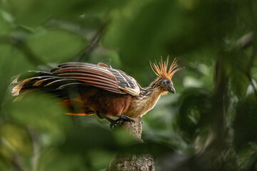 ave amazonica © JuanManuel