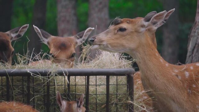 Close-up shot of a herd of spotted deer or fallow deers grazing dry grass in the zoo 