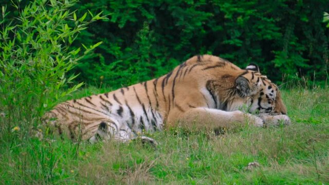Wildlife tiger is lying on the grass, relaxing or resting lazy beast animal in a close-up