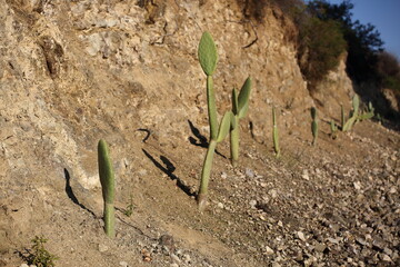 Cactuses  growing in the ground