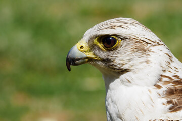 Portrait of Raroh large with a lawn in the background.