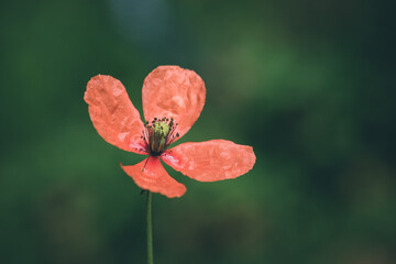 red poppy flower in garden