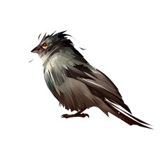 painted color bird sparrow on white background