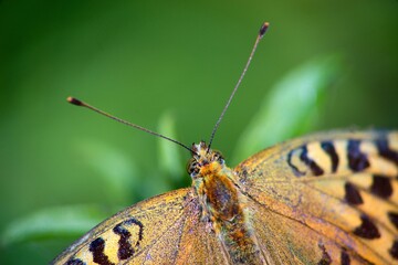 Argynnis paphia - Silver-washed fritillary butterfly of the family babočkovitých commonly occurring in the territory of Eurasia.