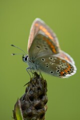 Butterfly sitting on a flower on a summer meadow.
