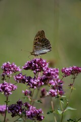 Argynnis paphia - Silver-washed fritillary butterfly of the family babočkovitých commonly occurring in the territory of Eurasia.