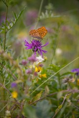 Argynnis paphia - Silver-washed fritillary butterfly of the family babočkovitých commonly occurring in the territory of Eurasia.