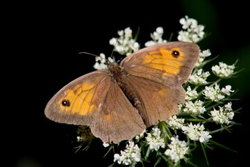 Coenonympha pamphilus is widespread in the Palaearctic, from the British Isles through Europe to East Asia.