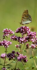 Argynnis paphia - Silver-washed fritillary butterfly of the family commonly occurring in the territory of Eurasia.