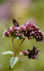 A honey bee collects nectar on a flower in a meadow.