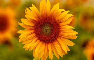 Sonnenblume in der Mitte