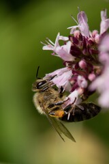 A honey bee collects nectar on a flower in a meadow.