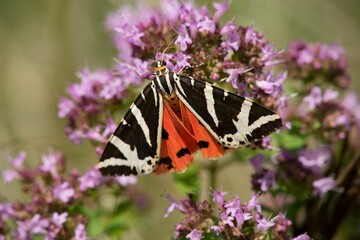 The comfrey is a butterfly from the family of comfrey with distinct cream stripes on the wings spanning up to 6 cm, active day and night. Due to its size, it is one of the medium-sized shifters.