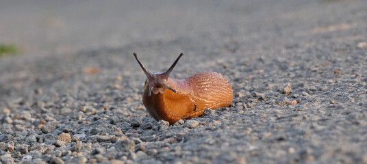 Cheer up, who annoys the slug? 