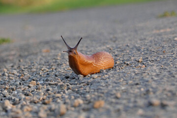Cheer up, who annoys the slug? 