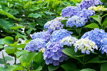 A lovely and cool beautiful hydrangea flower