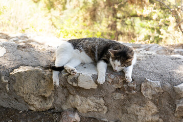White and gray lazy cat lies on the stones of the old town in Athens, Greece