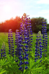 Beautiful blue lupine flowers on green grass field meadow sunset natural background. Spring summer card concept. Close up. Selective soft focus. Shallow depth of field. Text copy space.