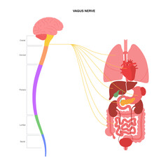 Vagus nerve diagram - obrazy, fototapety, plakaty