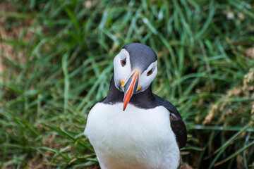 Puffin in the beautiful countryside nature of Hafnarholmi in Borgarfjordur Eystri in Iceland