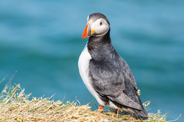 Puffin in the beautiful countryside nature of Hafnarholmi in Borgarfjordur Eystri in Iceland