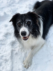border collie dog in the snow