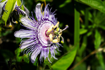 Beautiful Passionflower in the garden