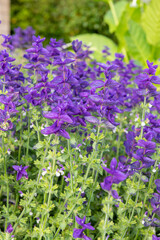 Close up of purple annual sage (salvia horminium) flowers in bloom