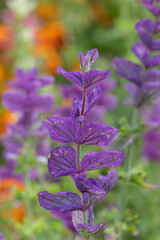 Close up of purple annual sage (salvia horminium) flowers in bloom