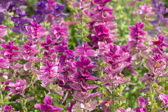 Close up of pink annual sage (salvia horminium) flowers in bloom