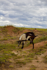 billy goat scratching in the desert
