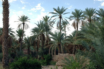 Fototapeta na wymiar Palm grove of Figuig in south-eastern Morocco
