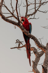 lone red macaw on a branch