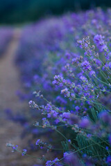 Beautiful bright lilac bloom of lavender in a field close-up