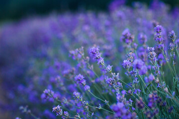 Beautiful bright lilac bloom of lavender in a field close-up