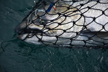 Chinook salmon in a net 