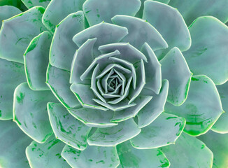 Planta suculenta. Cacto. Aloés. Agave.