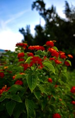 沖縄県宮古島　早朝見た赤い花