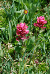 Indian Paintbrush in the Wind River Range 