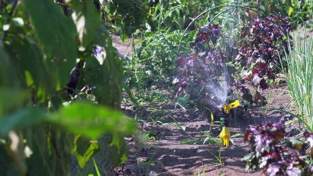 畑の夏野菜たちに水をまいているところ