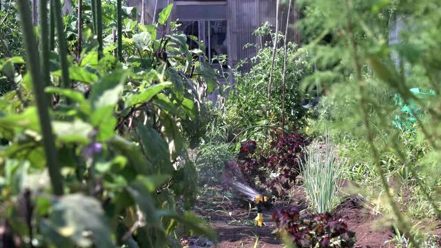 畑の夏野菜たちに水をまいているところ
