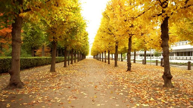 Alley in the park with yellow autumn trees